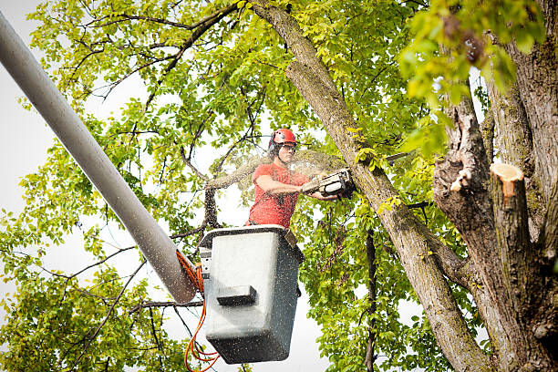 How Our Tree Care Process Works  in  Fort Riley, KS